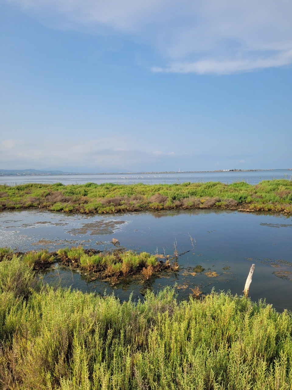 Aiguamolls i canals del Delta de l'Ebre amb veles al fons
