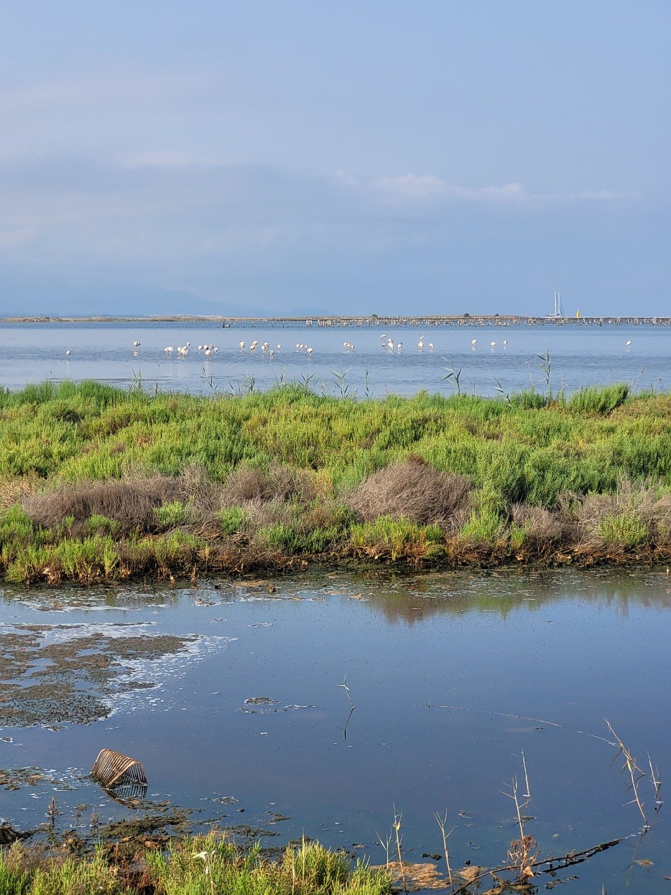 Flamencs alimentant-se a les llacunes del Delta de l'Ebre